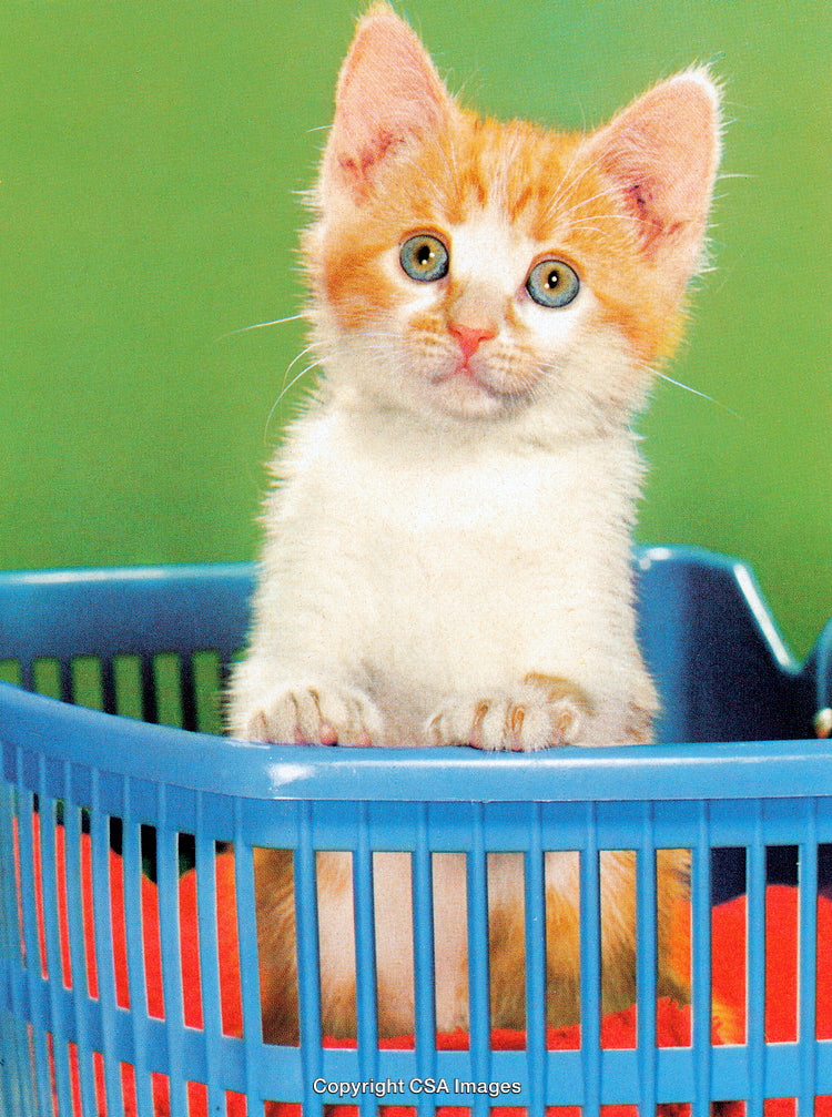 Adorable Orange Kitten in a Basket Against a Green Background