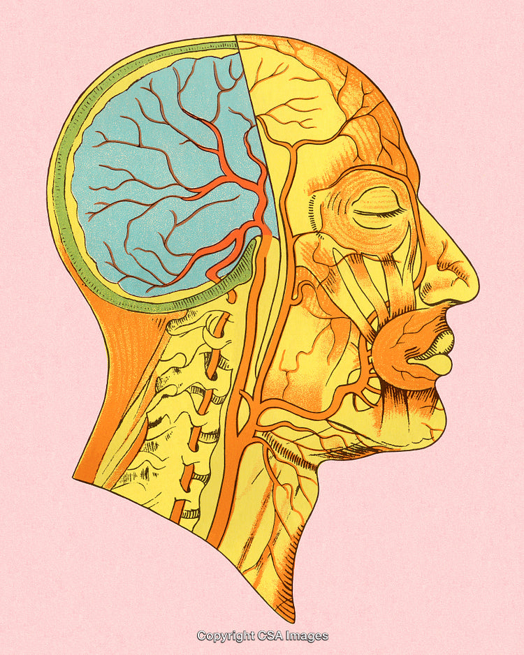 Colorful Anatomical Cross-Section of a Human Head Detailing Brain and Nerves