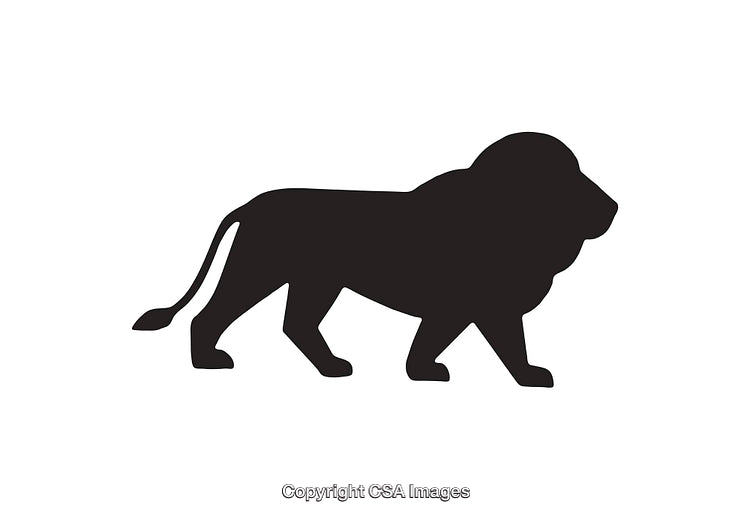 Black Silhouette of a Walking Lion Isolated on a White Background