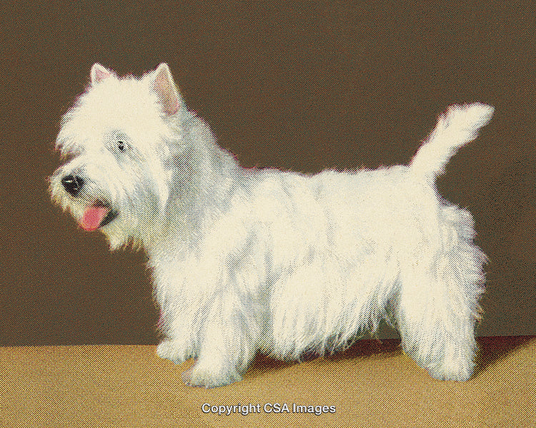 Adorable White Terrier Dog Against a Brown Background in Vintage Style Print