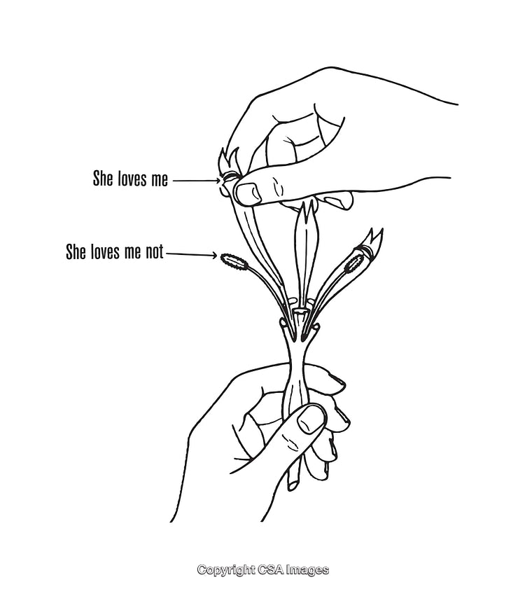 Illustrated Hands Plucking Petals Showing Love Question Game