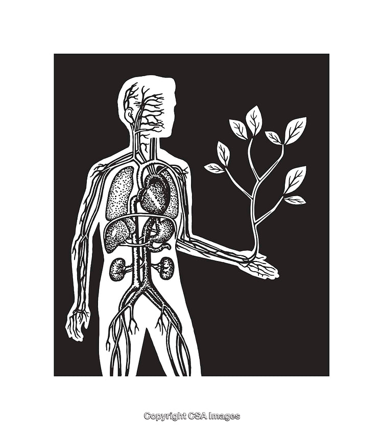 Conceptual Illustration of Human Anatomy with Tree Connection