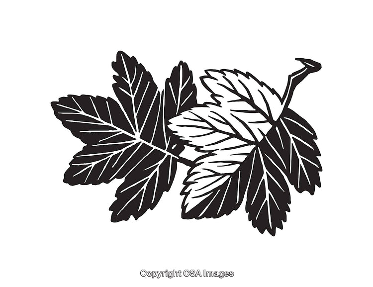 Black and White Illustration of Stylized Maple Leaves