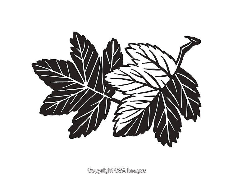 Black and White Illustration of Stylized Maple Leaves