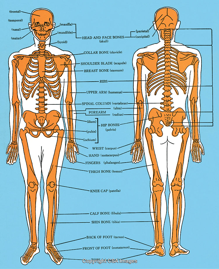 Detailed Anatomical Diagram of the Human Skeleton in Front and Back Views