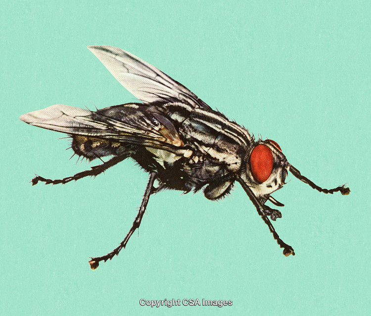 Close-Up of a Housefly on a Green Background, Bright and Detailed