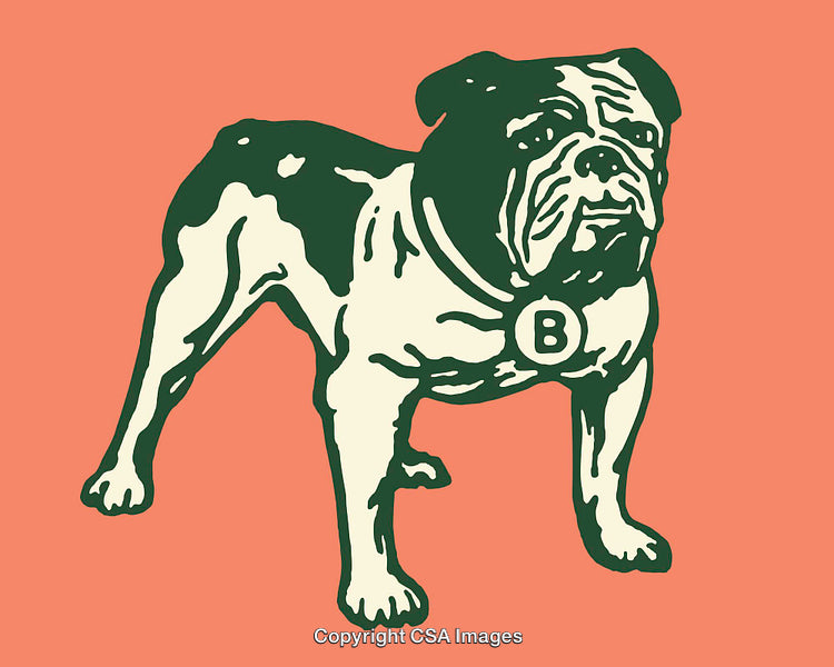 Retro Style Graphic of a Bulldog on Coral Background