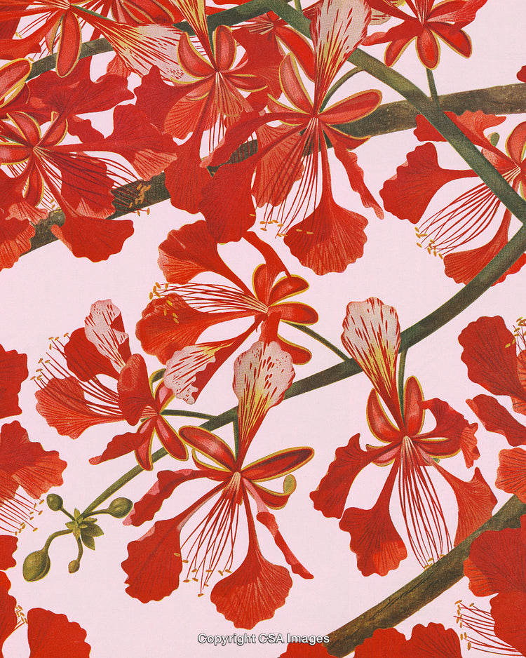 Bright Red Blossoms on Tree Branches Against a Subtle Pink Backdrop