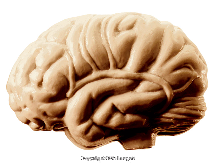 Detailed Plastic Brain Model Isolated on White Background