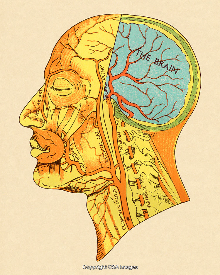 Detailed Anatomical Illustration of the Human Head and Brain Structure