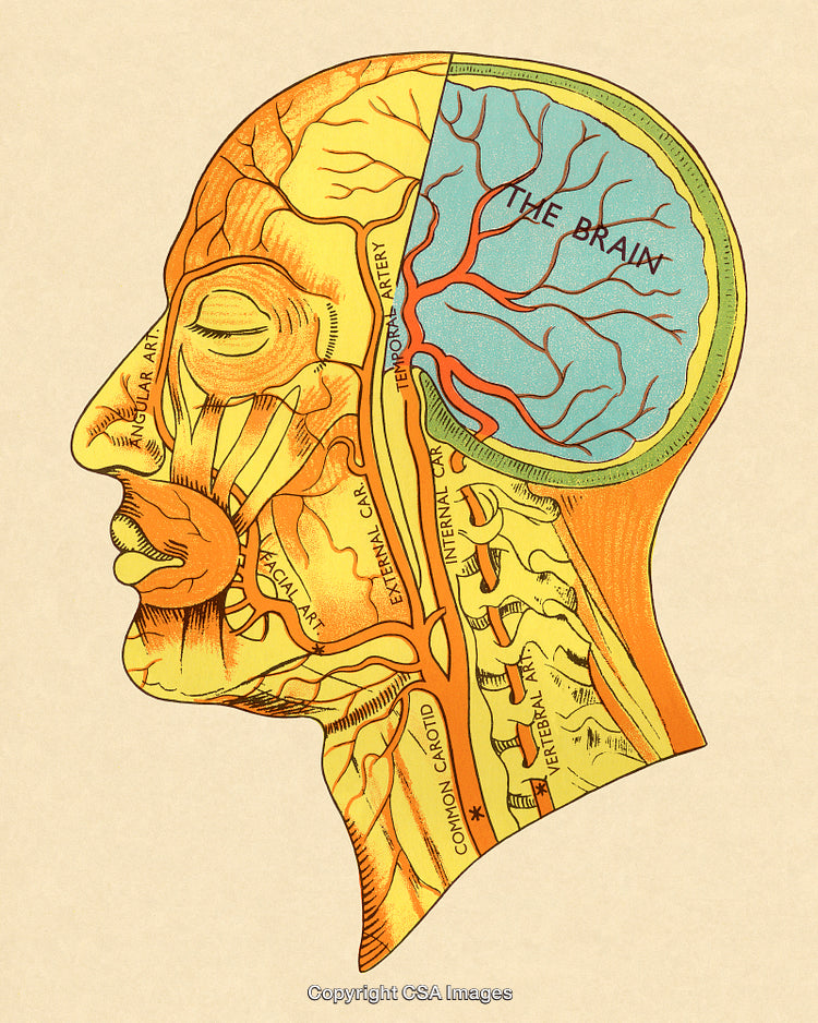 Detailed Anatomical Illustration of the Human Head and Brain Structure