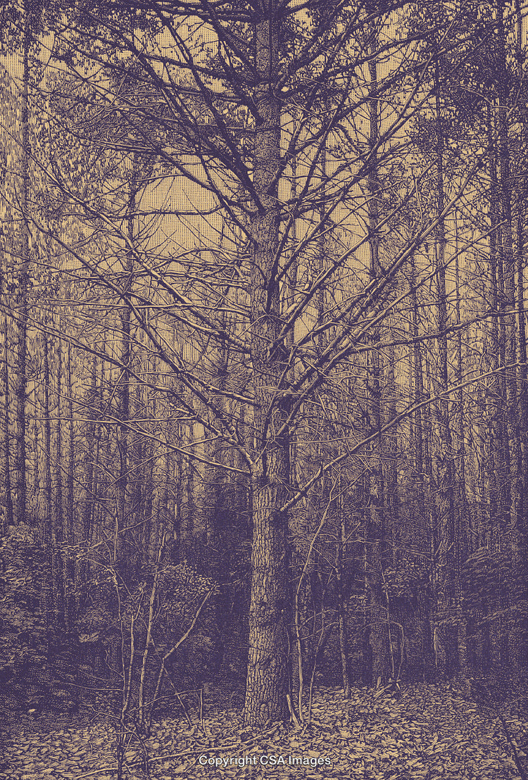Mystical Dense Forest Landscape with Bare Trees in Vintage Artistic Style