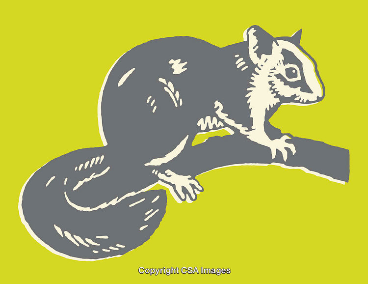 Stylized Line Art Illustration of a Squirrel on a Bright Green Background