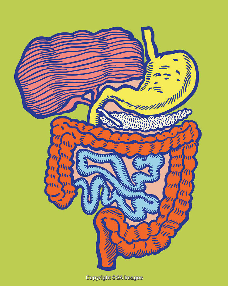 Colorful Line Art Illustration of the Human Digestive System