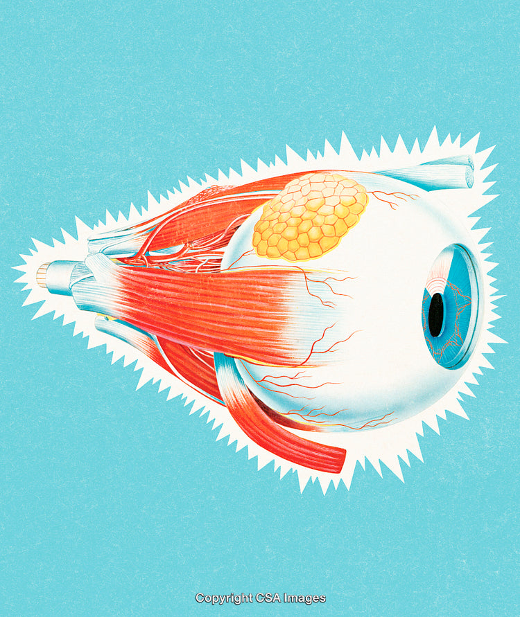 Color Illustration of Human Eye Anatomy with Muscles and Vessels