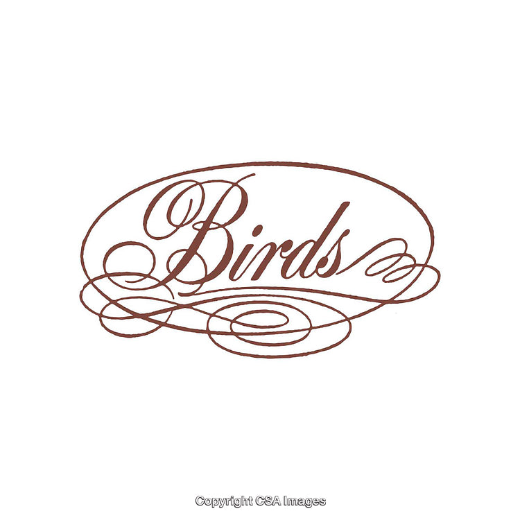 Elegant Calligraphic Style Text Depicting the Word Birds in Ornate Design
