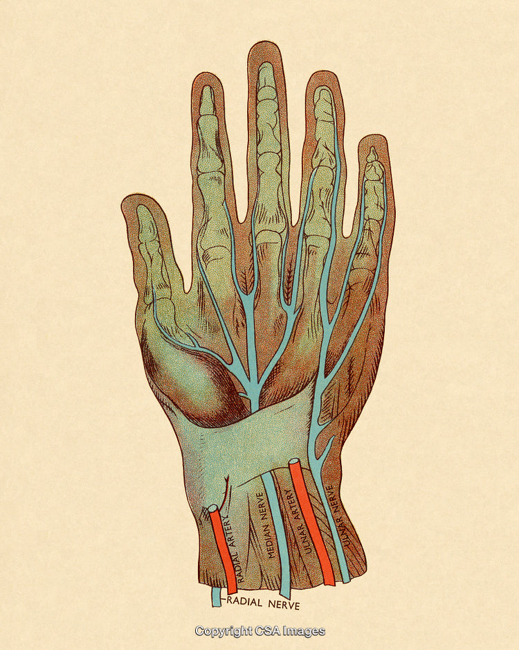 Anatomical Illustration of Hand Nerves and Blood Vessels on Beige Background