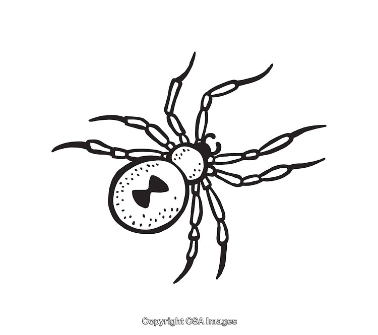 Black and White Line Art Illustration of a Spider with Detailed Features
