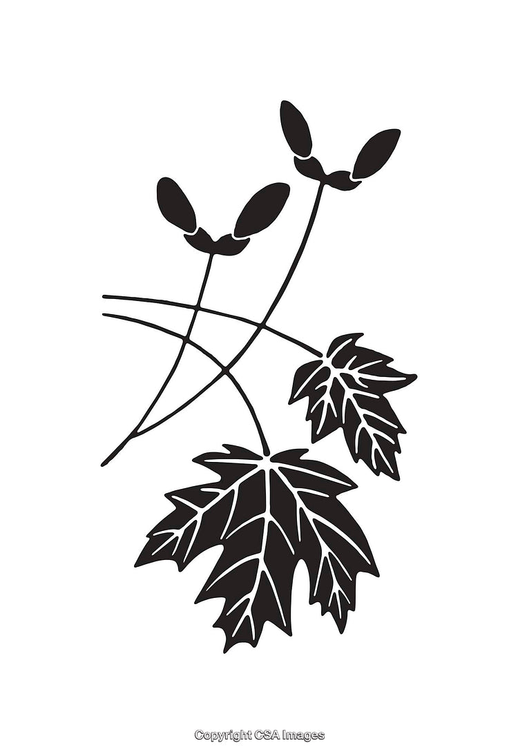 Black and White Line Art of Maple Leaves and Seeds