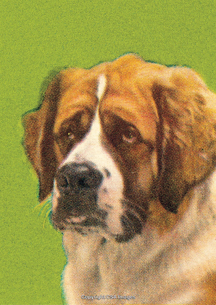 Portrait of a Saint Bernard Dog on a Textured Green Background