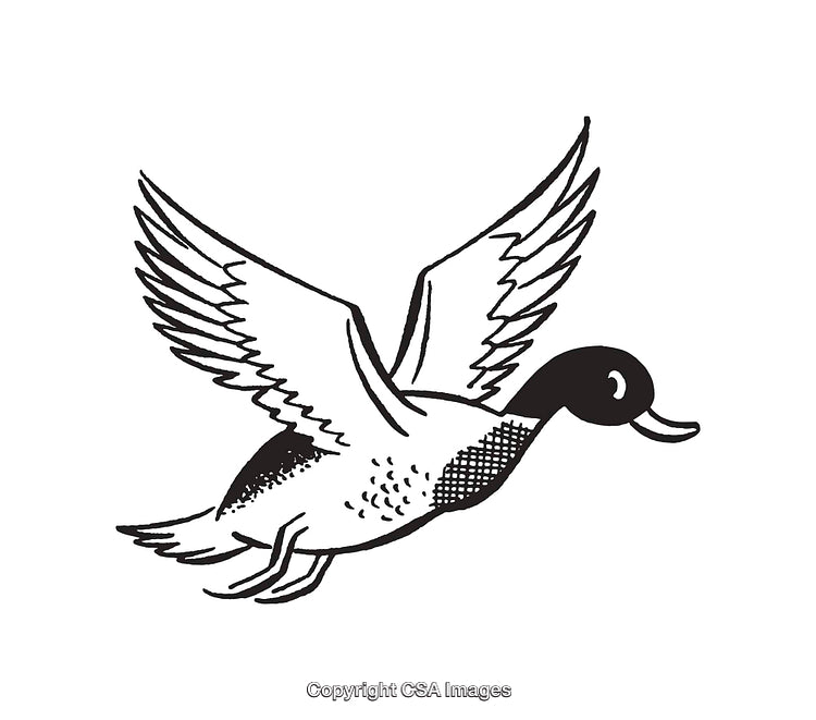 Flying Duck Line Art Illustration in Black and White
