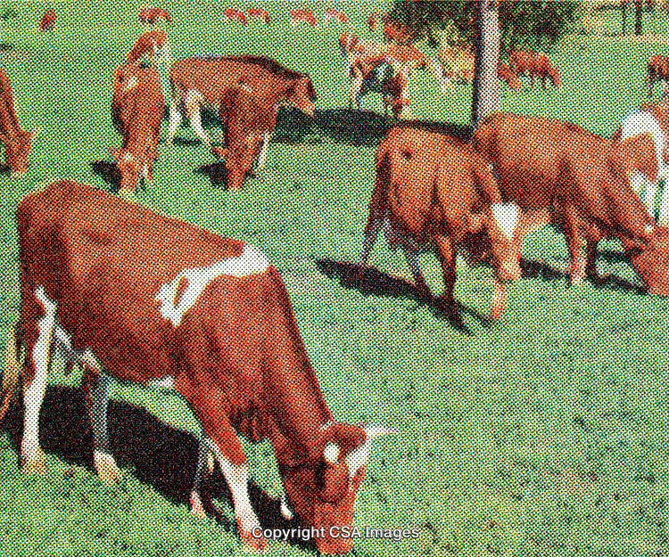 Cattle Grazing on Lush Green Grass in Vintage Dot Screen Style