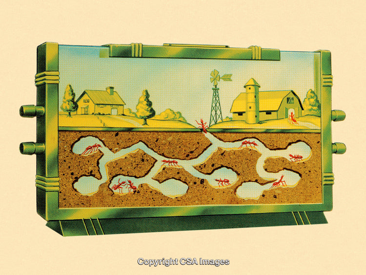 Cross Section of an Ant Farm Display with Ant Colony Illustration