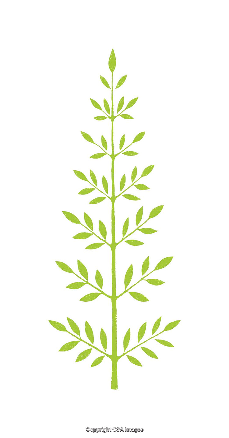 Minimalistic Green Plant Illustration Featuring Intricate Branching Leaves on White Background