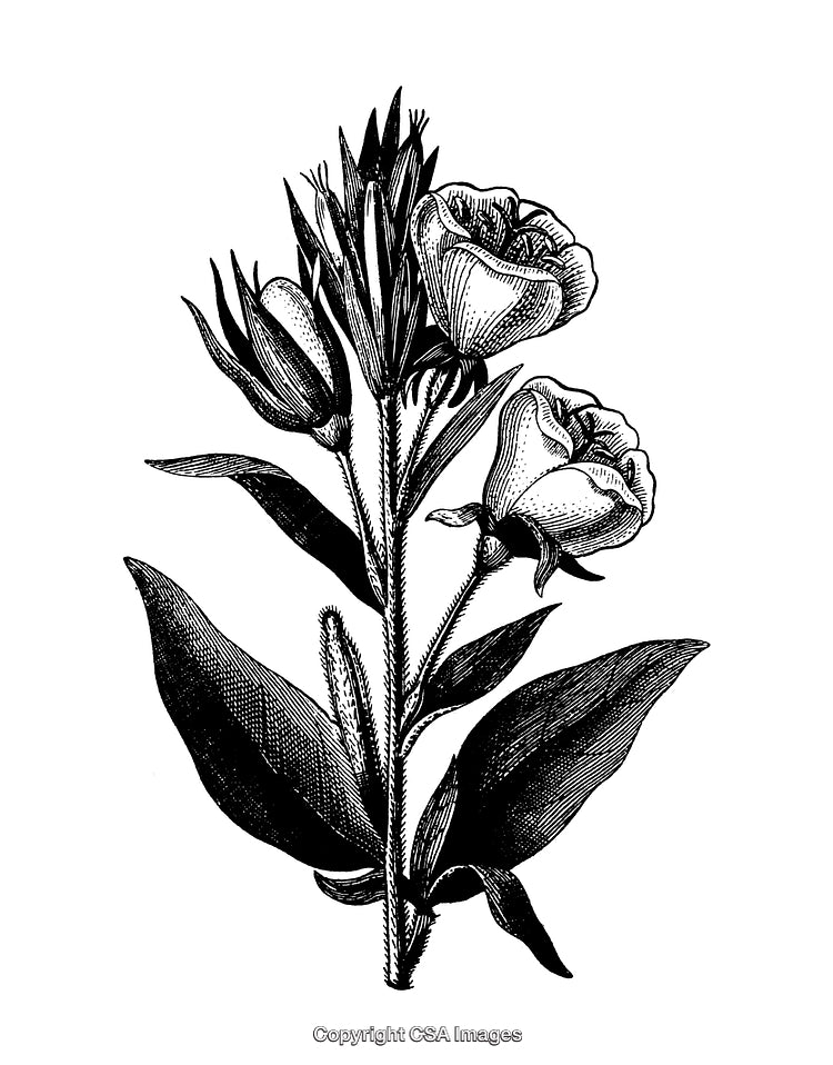 Highly Detailed Black and White Engraving of a Botanical Flower Design