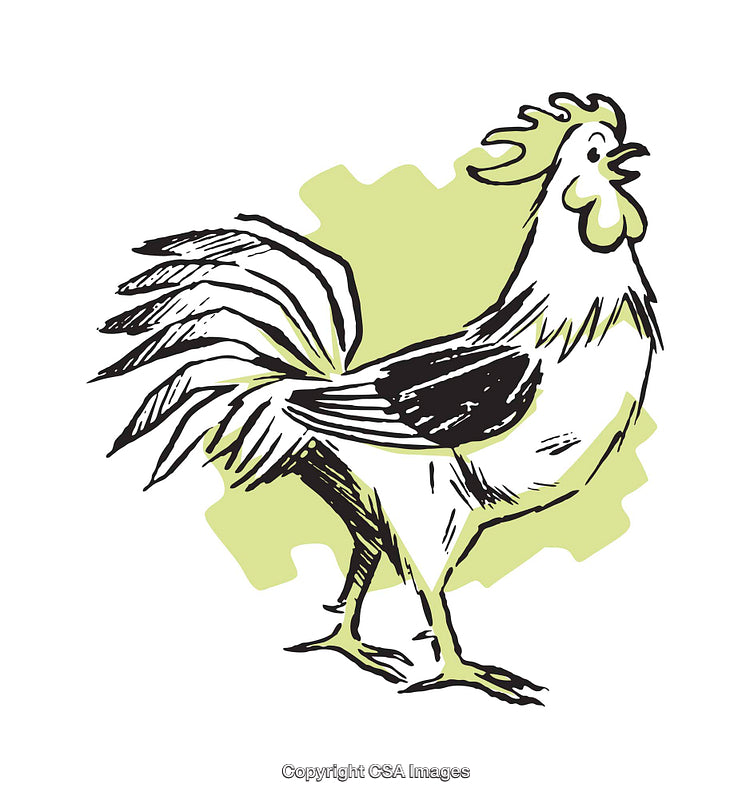 Stylized Illustration of a Rooster Crowing with a Green Background Accent