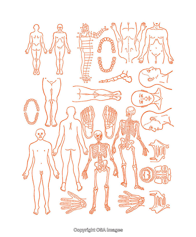 Detailed Anatomical Diagrams Illustrating Human Body Structures and Skeleton
