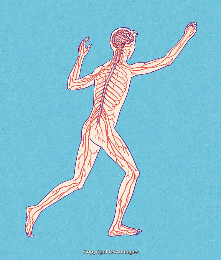 Detailed Illustration of Human Nervous System in a Running Pose