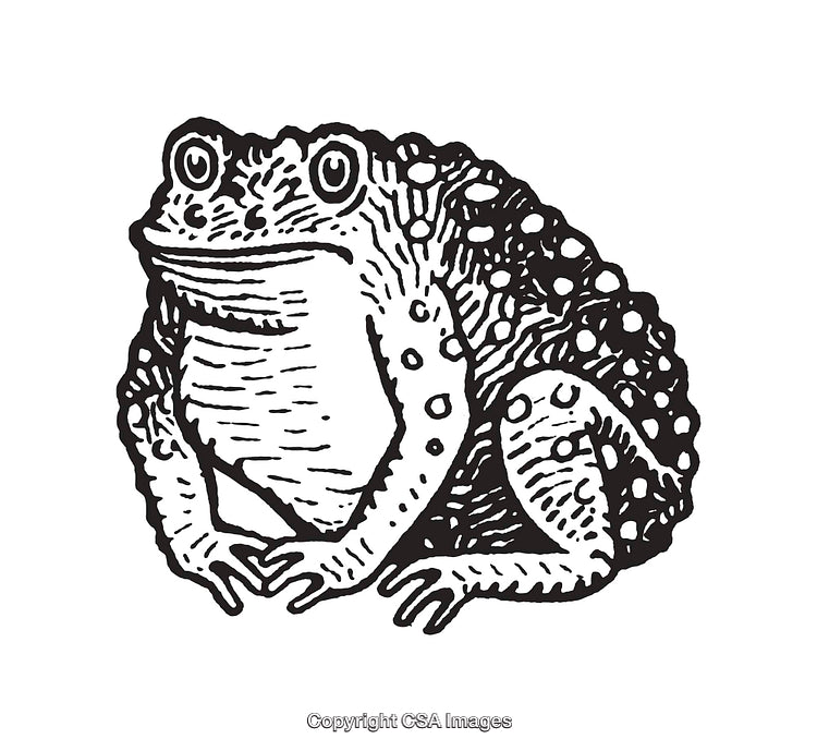 Detailed Black and White Line Art Illustration of a Frog Sitting Calmly