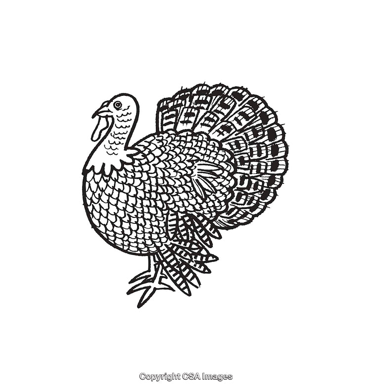 Vintage Line Art Illustration of a Turkey with Stippled Details