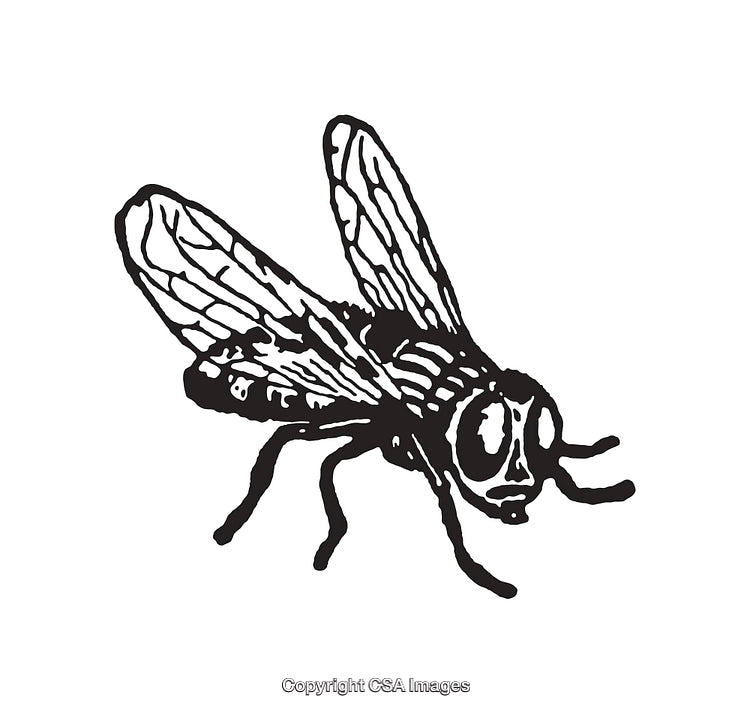 Detailed Black and White Line Art Illustration of a Fly