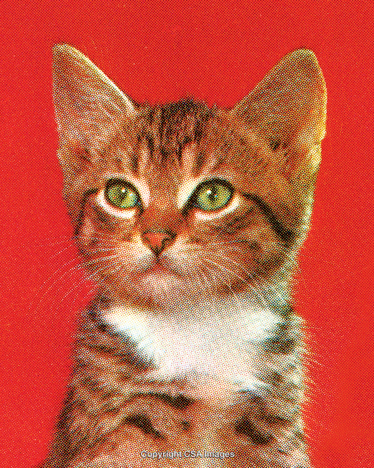 Stylized Portrait of a Tabby Cat Against a Bright Red Background
