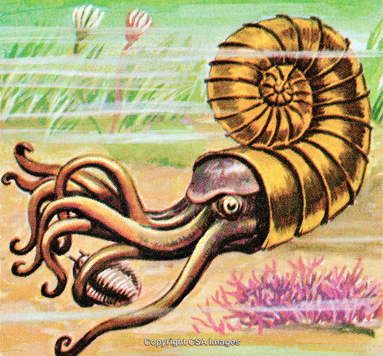 Illustration of an Ammonite Swimming in a Prehistoric Marine Environment