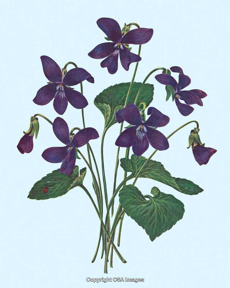 Violet Flowers Arrangement with Green Leaves on Light Background Illustration