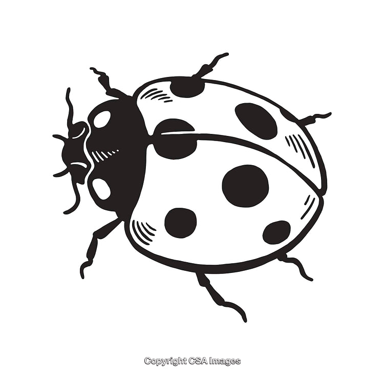Black and White Illustration of a Detailed Ladybug Line Art