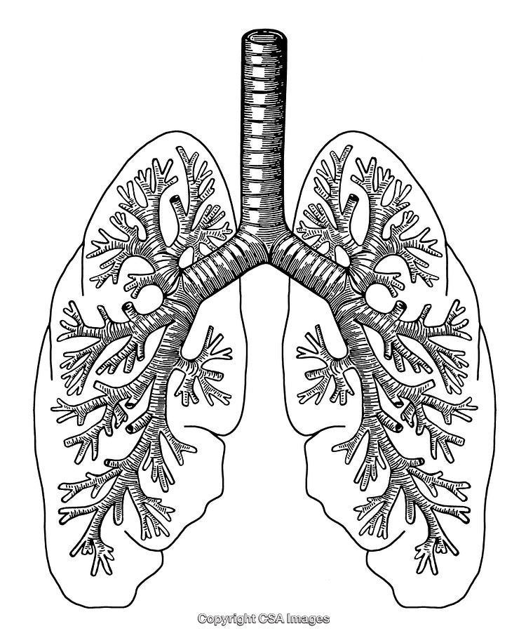 Detailed Black and White Engraving of Human Lungs Anatomy Illustration