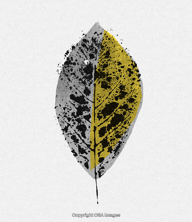 Artistic Representation of a Half-Divided Textured Leaf in Subtle Colors