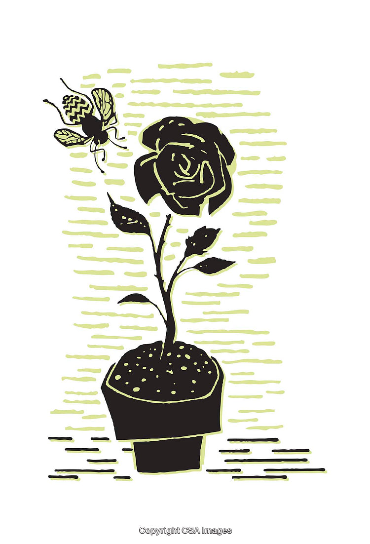 Stylized Illustration of a Rose Pot with a Butterfly and Textures