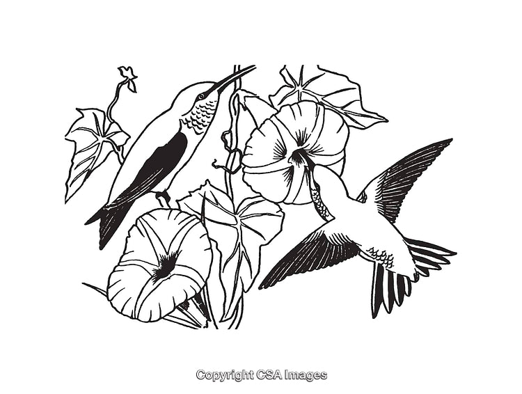 Black and White Line Art of Hummingbirds and Flower Blossoms