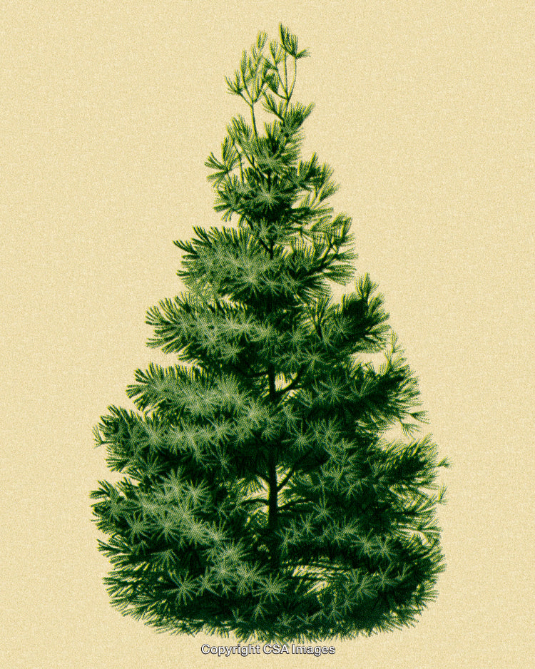 Vibrant Green Christmas Tree on a Soft Textured Background