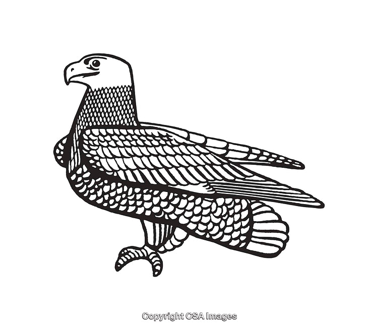 Detailed Black and White Line Art Illustration of a Bird