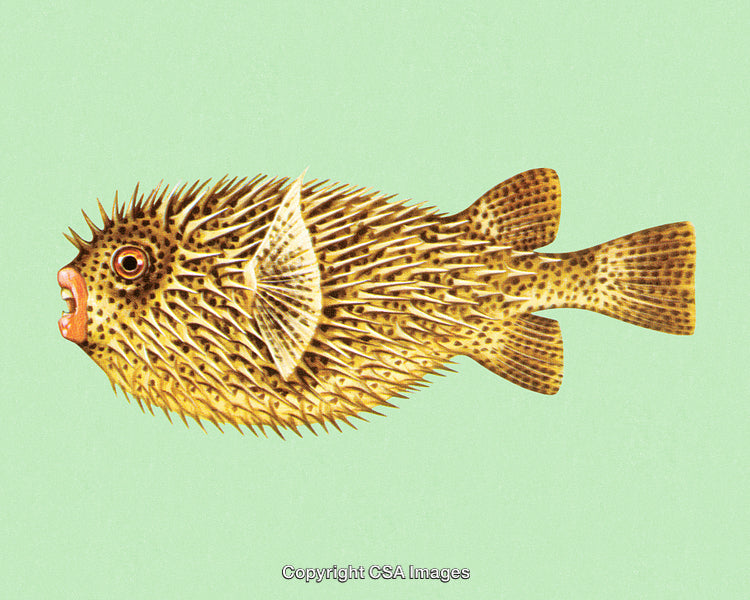 Detailed Illustration of a Yellow Pufferfish on a Soft Green Background