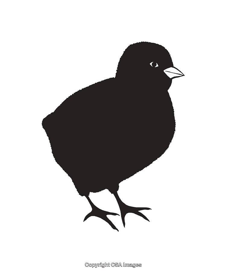 Black and White Silhouette of a Bird Chick Illustration
