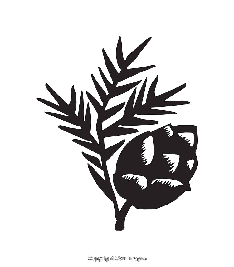 Stylized Pine Branch and Cone Black and White Line Art Illustration