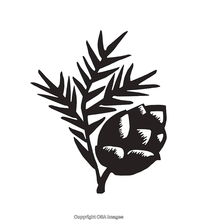 Stylized Pine Branch and Cone Black and White Line Art Illustration