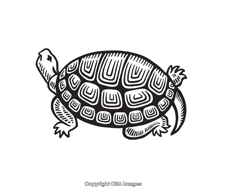 Detailed Black and White Line Art Illustration of a Turtle